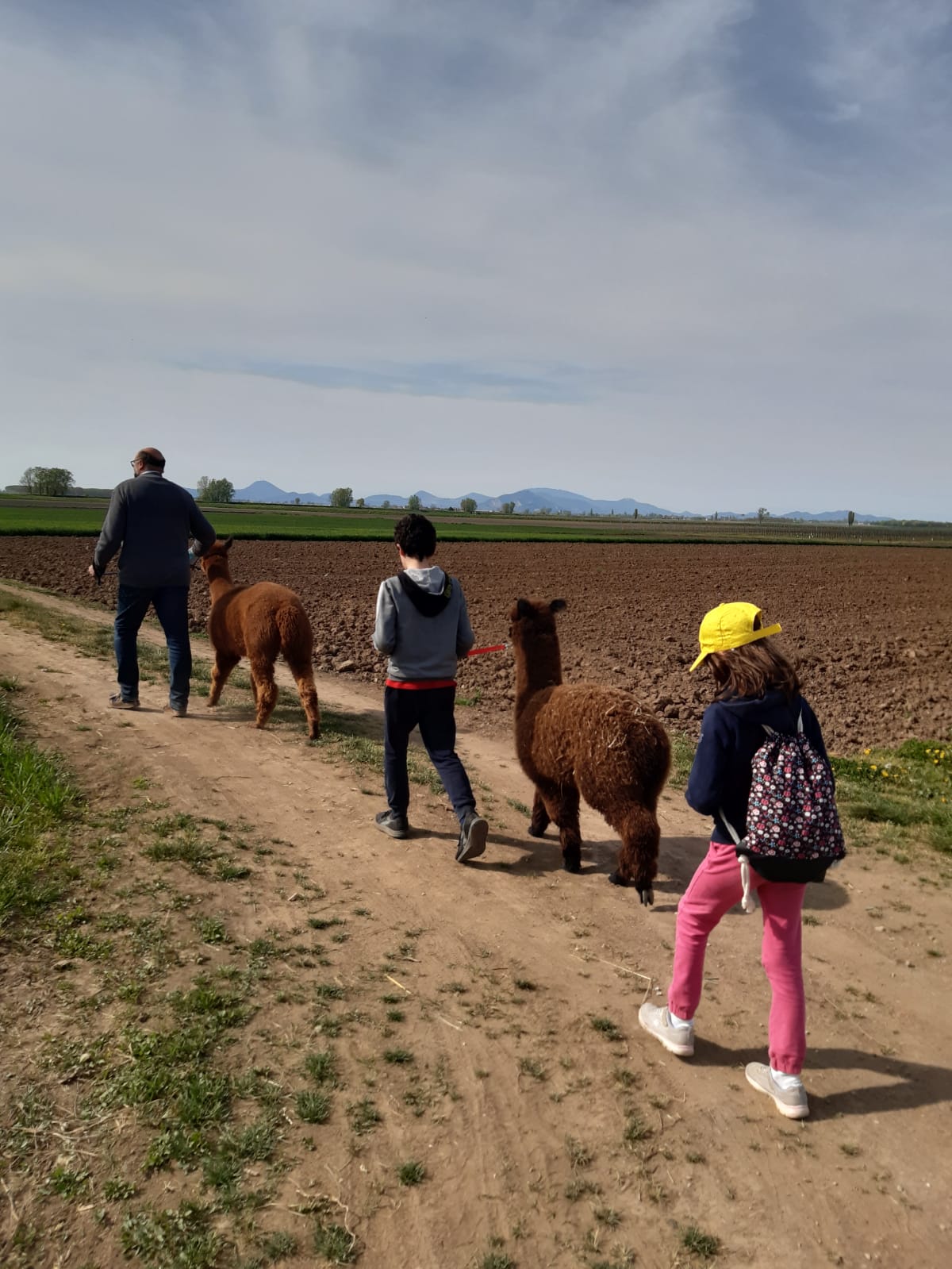 Trekking con alpaca